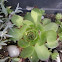 Sempervivum