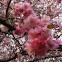 Japanese cherry blossom