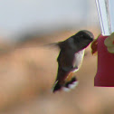 rufous hummingbird