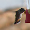 rufous hummingbird