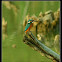 The kingfisher (Alcedo atthis)