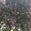 Cherry blossom