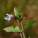 False Pimpernel