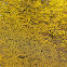 Crutose Lichen