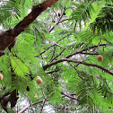 African locust tree