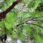 African locust tree