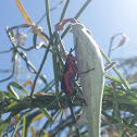 Large Milkweed Bug