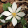 Spring Flowers of the Midwest United States