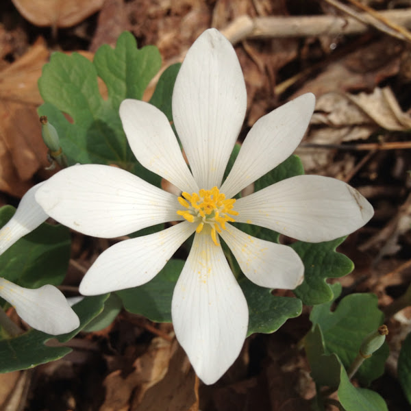 Spring Flowers of the Midwest United States Project Noah