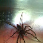 Dark Fishing Spider