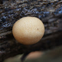 Stump Puffball