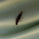 Rove Beetle