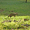 Mongoose