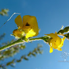 Hermannia spp