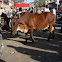Cebú. Zebu
