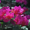 Bougainvilleas