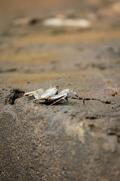 Spotting Image 1