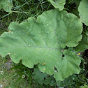 Große Klette