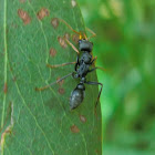 Myrmecia pilosula
