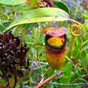 Nepenthes veillardii