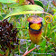 Nepenthes veillardii
