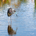 Tricolored Heron