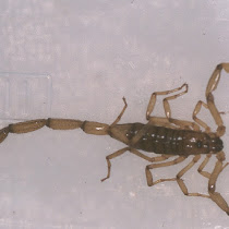 Poisonous Wildlife of the World
