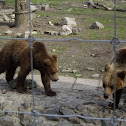 Brown bear