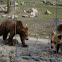Brown bear