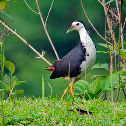 White-breasted Waterhen