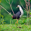 White-breasted Waterhen