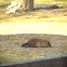 Groundhog