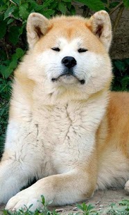 How to download AkitaInu Jigsaw Puzzle patch 1.0 apk for android