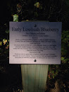 Early Lowbush Blueberry Example