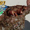 Giant Hermit Crab