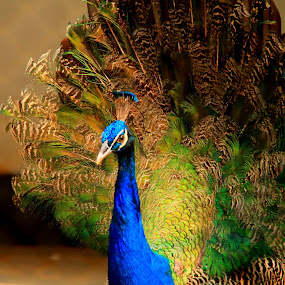 Gorgeous Peacock by Sadat Hossain - Animals Birds ( bird, bangladesh, gorgeous, 60d, peacock )