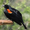Red-winged Black Bird