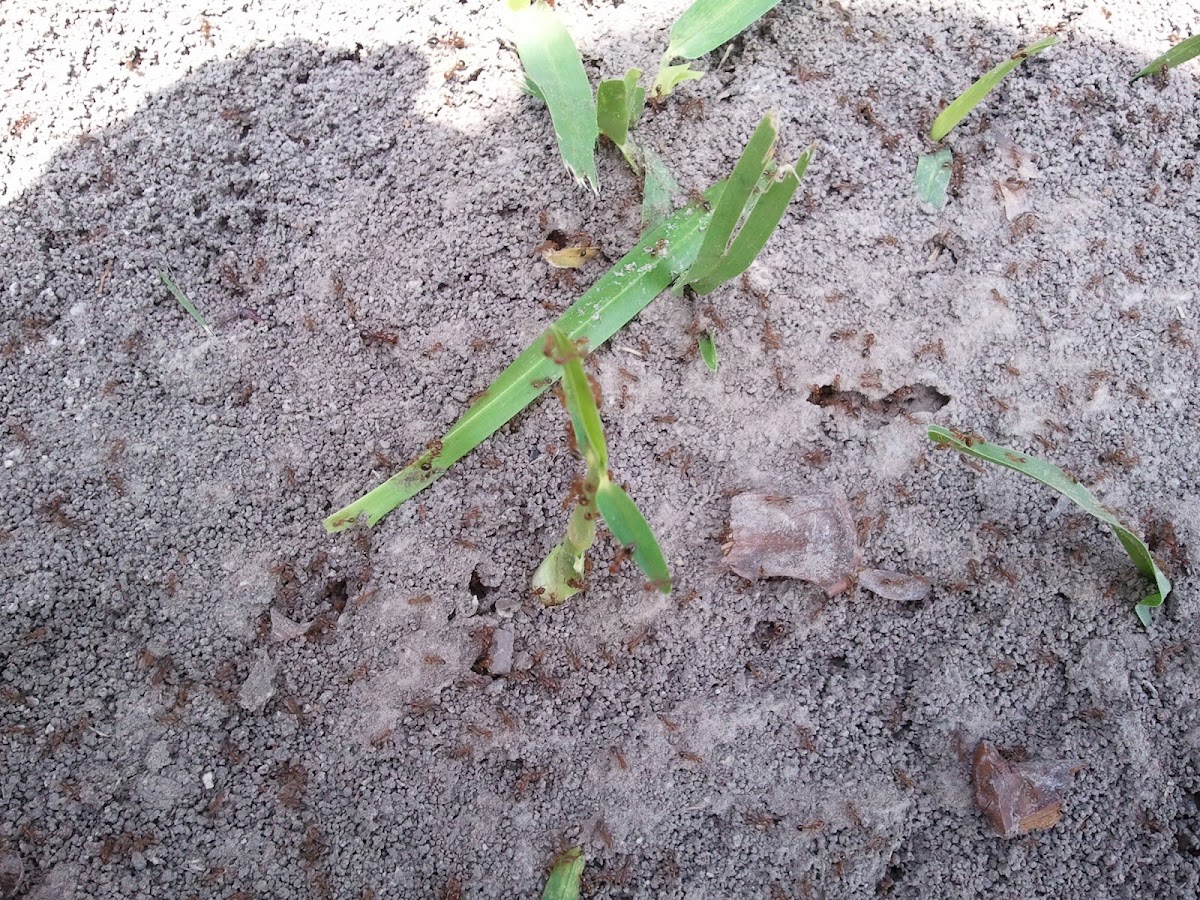 Fire ants