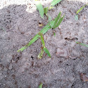 Fire ants