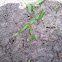 Fire ants