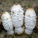 Shaggy Mane