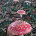 Vliegenzwam (Amanita Muscaria)