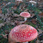 Vliegenzwam (Amanita Muscaria)