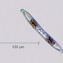 Diatom