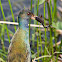 Purple Gallinule
