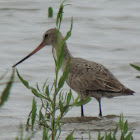 Hudsonian Godwit