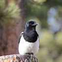 Black Billed Magpie