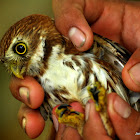 Tamaulipas Pygmy Owl