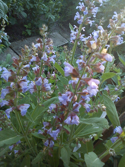 Spotting Image 1