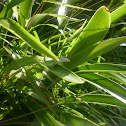 Green Anole